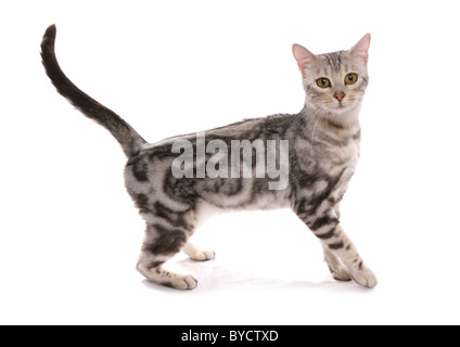 Snow marbled bengal cat standing portrait studio Stock Photo