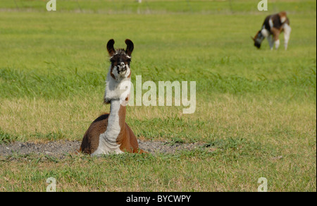 A brown and white alpaca lying in a green grass field pasture land with ears perked up and a second alpaca grazing feeding in the distance Stock Photo