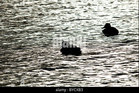 Silhouette of a male and female adult Tufted duck Aythya fuligula swimming on a lake. Stock Photo