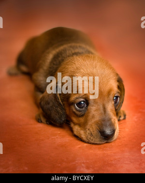 Miniature dachshund puppy Stock Photo