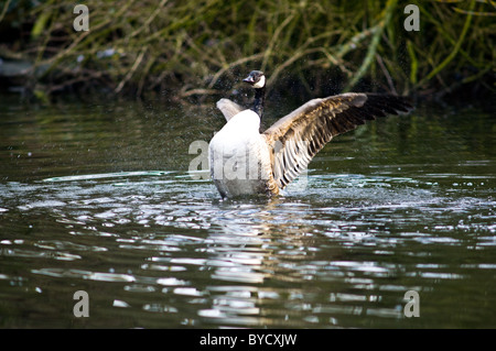 Adult Canada goose with outspread wings Stock Photo