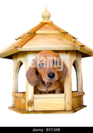 Miniature dachshund puppies Stock Photo