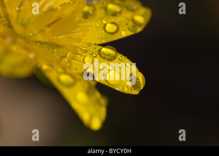 Water drops sit on a yellow flower petal with a dark background Stock Photo