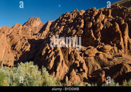 Evening light on red limestone rock fingers and poplar trees with moon in Dades Gorge Morocco Stock Photo