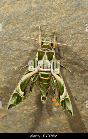 Oleander Hawkmoth ( daphnis nerii ) resting on stone wall Stock Photo