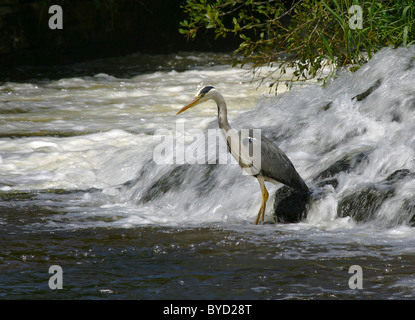 A Grey Heron beside a Waterfall on the River Suir, County Tipperary Ireland Stock Photo