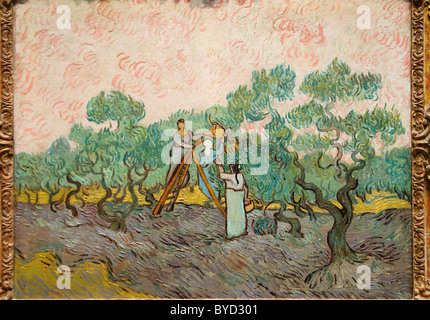 Women Picking Olives By Vincent Van Gogh Stock Photo Alamy