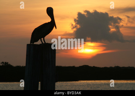 Pelican Sunrise on Boca Ceiga Bay Madeira Beach Florida. Stock Photo