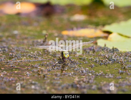 Emperor Dragonfly ( Anax imperator ) female laying eggs Stock Photo
