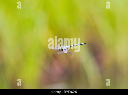 Emperor Dragonfly ( Anax imperator ) male in flight Stock Photo
