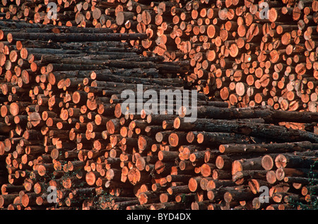 Piles of trimmed raw timber logs awaiting shipment from a timber yard near Eureka, California. Stock Photo