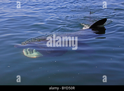 UK basking Shark feeding on Plankton Stock Photo