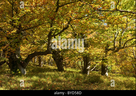 Beech trees (Fagus sylvatica) in a woodland pasture, Germany, Europe Stock Photo