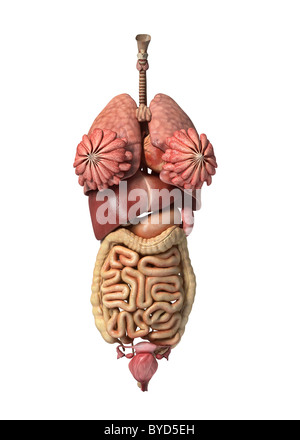 Photorealistic 3D rendering, of Female full internal organs, front view. Stock Photo