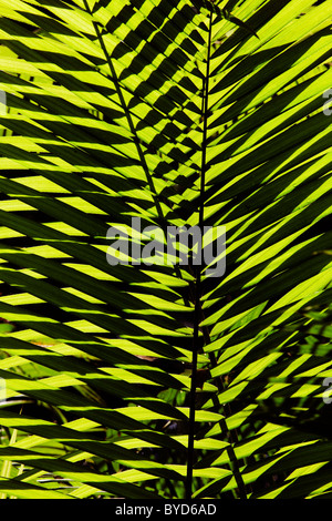 Palm frond, Daintree National Park, Queensland, Australia Stock Photo