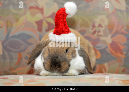 Dwarf lop bunny or rabbit (Oryctolagus cuniculus), wearing a Santa hat Stock Photo