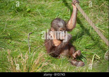 Orang Utan (Pongy pygmaeus), baby, young Stock Photo