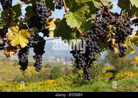 Red grapes on grapevine, Weissenkirchen in the Wachau valley, Waldviertel region, Lower Austria, Austria, Europe Stock Photo