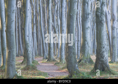 Beech forest (Fagus sylvatica), Nienhagen, Mecklenburg-Western Pomerania, Germany, Europe Stock Photo