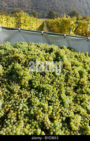White grapes, vintage at Willendorf, Wachau, Waldviertel, Lower Austria, Austria, Europe Stock Photo