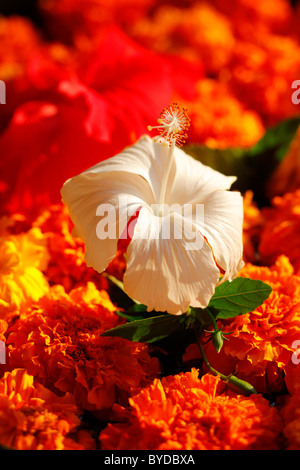 Hibiscus flower (Hibiscus) Stock Photo