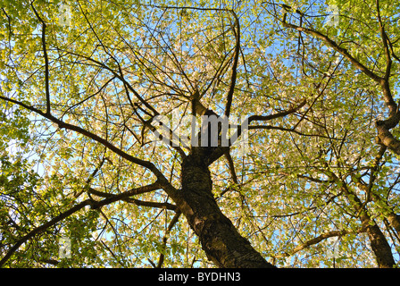 Looking up. Trees in bloom can be taken for granted at times. But stop and take a look around and you might be surprised by what Stock Photo