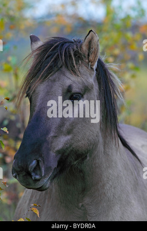 Konik horse (Equus przewalskii f. caballus), Tarpan rebreeding, portrait Stock Photo