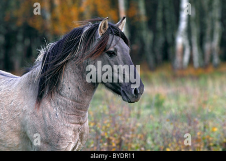 Konik horse (Equus przewalskii f. caballus), stallion, Tarpan rebreeding, portrait Stock Photo