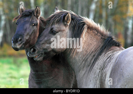 Pair of nuzzling konik horses (Equus przewalskii f. caballus), stallion and mare, Tarpan rebreeding Stock Photo