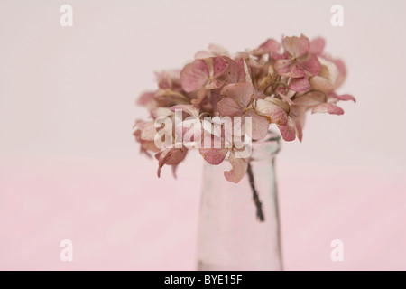 Bigleaf hydrangea, hortensia (Hydrangea macrophylla), dried Stock Photo
