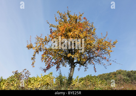 Autumnal pear tree, European Pear (Pyrus communis), Wachau, Waldviertel, Forest Quarter, Lower Austria, Austria, Europe Stock Photo