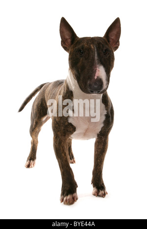 Miniature Bull terrier Standing Studio Stock Photo