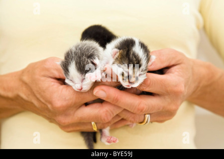 Three newborn kittens in woman's hand Stock Photo