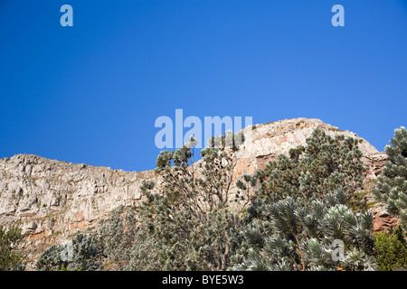 Silver Tree on Lions Head Stock Photo