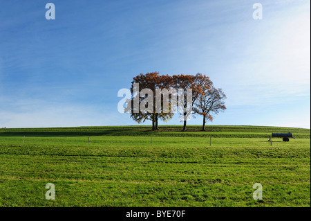 Four beech trees, autumn landscape, Holzhausen on Lake Starnberg, Bavaria, Germany, Europe Stock Photo