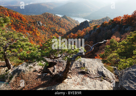 Valley, Duernstein, Danube, panoramic view from Vogelsberg mountain, Wachau valley, Waldviertel region, Lower Austria, Europe Stock Photo