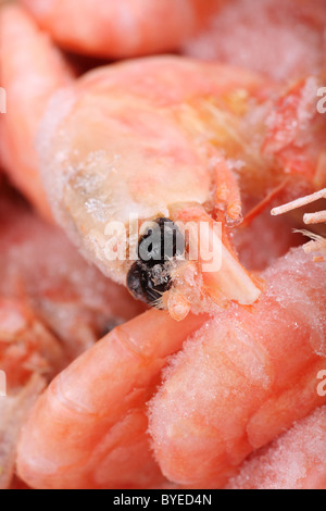 macro of a cooked iced prawn, defrosting before being eaten. Stock Photo