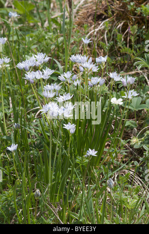 Scilla verna. Spring squill. Cirque de Gavarnie. The Pryenees. France. June. Stock Photo