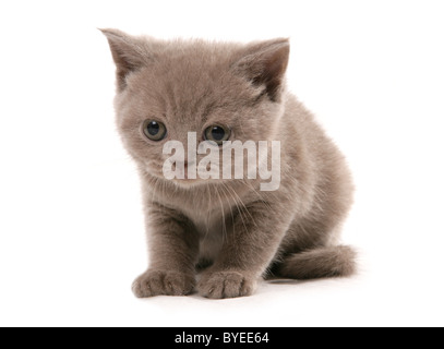 Selkirk Rex Kitten Portrait Studio Stock Photo