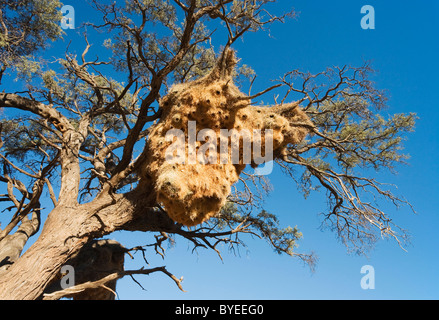 Huge communal nest of Sociable Weavers (Philetairus socius) in a Camelthorn Tree (Acacia erioloba). Stock Photo