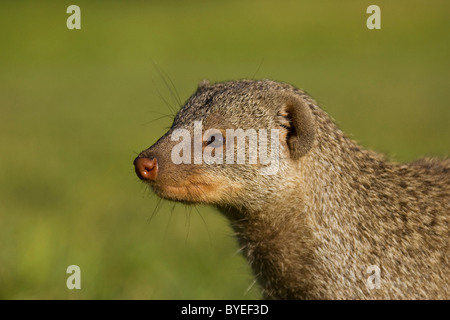 Banded Mongoose (Mungos mungo), portrait. Harnas Wildlife Foundation, Namibia. Stock Photo