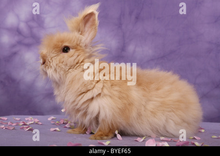 Teddyzwerg / pygmy bunny Stock Photo