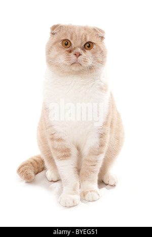 Cream Scottish Fold Domestic Cat, 2 Months Old Kitten against White ...