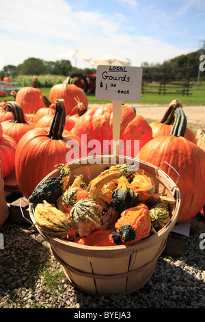Organic gourds and pumpkins for sale at local farm stand in New York on the east end of Long Island Stock Photo