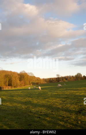 Sheep on a hillside in Loxley, Stratford-on-Avon, Warwickshire, England, UK