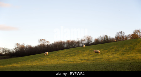 Sheep on a hillside in Loxley, Stratford-on-Avon, Warwickshire, England, UK