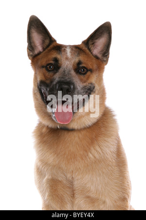 australian cattle dog head shot studio Stock Photo