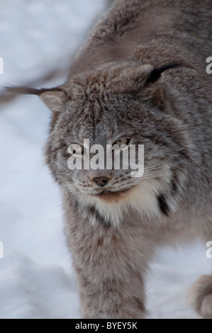 Close-up of a Canadian Lynx in winter. Stock Photo