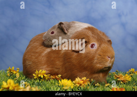 Meerschweinchen / guinea pig Stock Photo