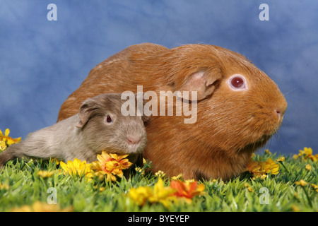 Meerschweinchen / guinea pig Stock Photo